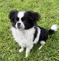 Patrick, a male Chihuahua for sale in Plaistow, NH – 2 of 10