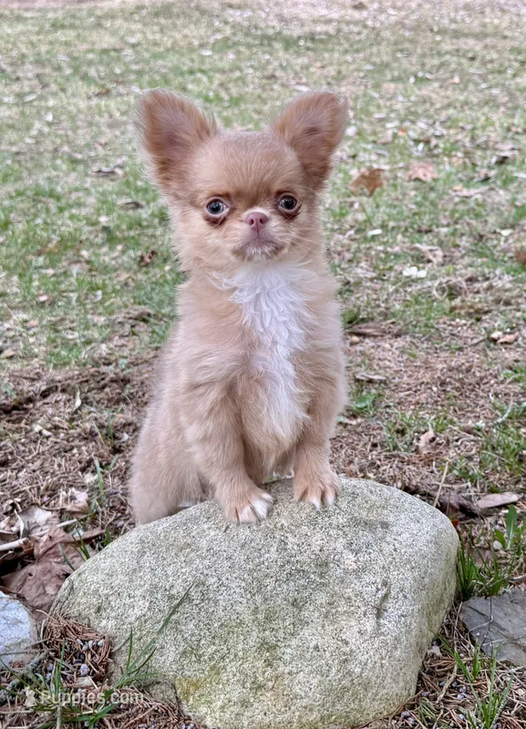 Peanut – Chihuahua puppy for sale in Plaistow, NH