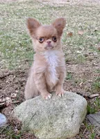 Peanut, a male Chihuahua for sale in Plaistow, NH – 1 of 10