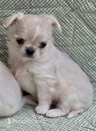 Naomi – Chihuahua puppy for sale in Plaistow, NH