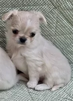 Naomi, a female Chihuahua for sale in Plaistow, NH – 1 of 1