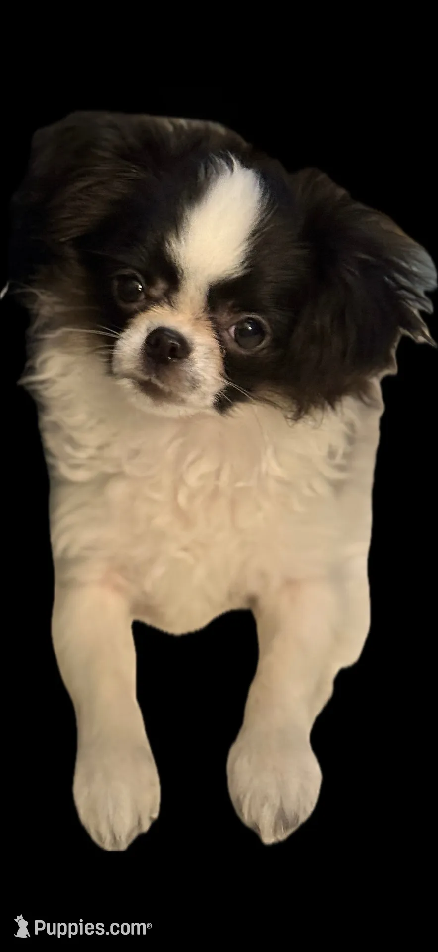 Patrick, a male Chihuahua for sale in Plaistow, NH – 2 of 10