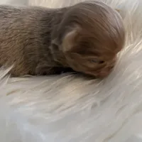 Peanut, a male Chihuahua for sale in Plaistow, NH – Photo 5 of 10