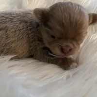 Peanut, a male Chihuahua for sale in Plaistow, NH – Photo 4 of 10