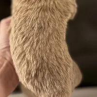 Peanut, a male Chihuahua for sale in Plaistow, NH – Photo 10 of 10