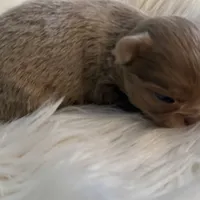 Peanut, a male Chihuahua for sale in Plaistow, NH – Photo 3 of 10