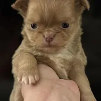 Peanut, a male Chihuahua for sale in Plaistow, NH – Photo 2 of 10