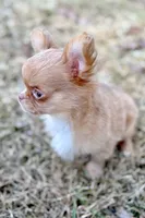 Peanut, a male Chihuahua for sale in Plaistow, NH – Photo 9 of 10