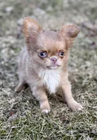 Peanut, a male Chihuahua for sale in Plaistow, NH – Photo 1 of 10