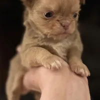 Peanut, a male Chihuahua for sale in Plaistow, NH – Photo 6 of 10