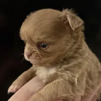 Peanut, a male Chihuahua for sale in Plaistow, NH – Photo 7 of 10