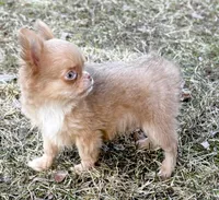 Peanut, a male Chihuahua for sale in Plaistow, NH – Photo 8 of 10