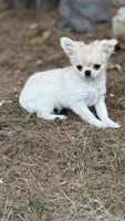 Naomi, a female Chihuahua for sale in Plaistow, NH – 7 of 7