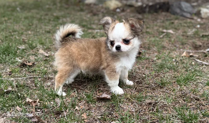Bernard – Chihuahua puppy for sale in Plaistow, NH