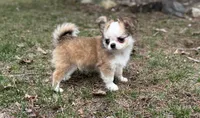 Bernard, a male Chihuahua for sale in Plaistow, NH – 1 of 9