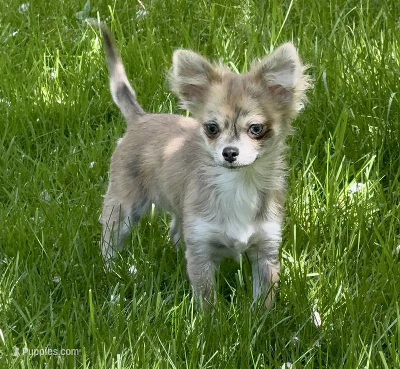 Piper, a female Chihuahua for sale in Plaistow, NH – 1 of 7