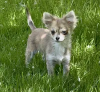Piper, a female Chihuahua for sale in Plaistow, NH – 1 of 7