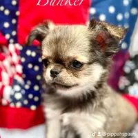 Bunker, a male Chihuahua for sale in Plaistow, NH – Photo 8 of 10