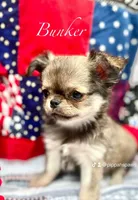 Bunker, a male Chihuahua for sale in Plaistow, NH – Photo 8 of 10