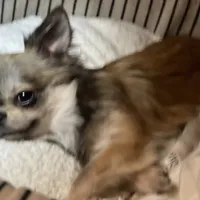 Bunker, a male Chihuahua for sale in Plaistow, NH – Photo 3 of 10