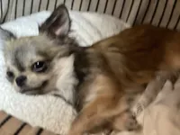 Bunker, a male Chihuahua for sale in Plaistow, NH – Photo 3 of 10