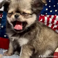 Bunker, a male Chihuahua for sale in Plaistow, NH – Photo 5 of 10