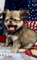 Bunker, a male Chihuahua for sale in Plaistow, NH – Photo 5 of 10