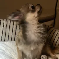 Bunker, a male Chihuahua for sale in Plaistow, NH – Photo 2 of 10