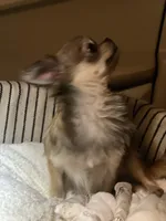 Bunker, a male Chihuahua for sale in Plaistow, NH – Photo 2 of 10