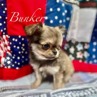 Bunker, a male Chihuahua for sale in Plaistow, NH – Photo 6 of 10