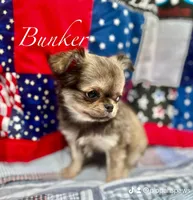 Bunker, a male Chihuahua for sale in Plaistow, NH – Photo 6 of 10