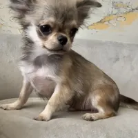 Bunker, a male Chihuahua for sale in Plaistow, NH – Photo 9 of 10