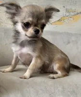 Bunker, a male Chihuahua for sale in Plaistow, NH – Photo 9 of 10