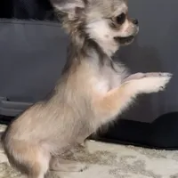 Bunker, a male Chihuahua for sale in Plaistow, NH – Photo 7 of 10