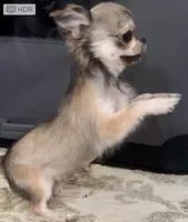 Bunker, a male Chihuahua for sale in Plaistow, NH – Photo 7 of 10