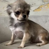 Bunker, a male Chihuahua for sale in Plaistow, NH – Photo 4 of 10