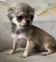 Bunker, a male Chihuahua for sale in Plaistow, NH – Photo 4 of 10