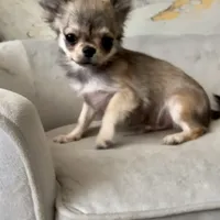 Bunker, a male Chihuahua for sale in Plaistow, NH – Photo 10 of 10