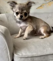 Bunker, a male Chihuahua for sale in Plaistow, NH – Photo 10 of 10