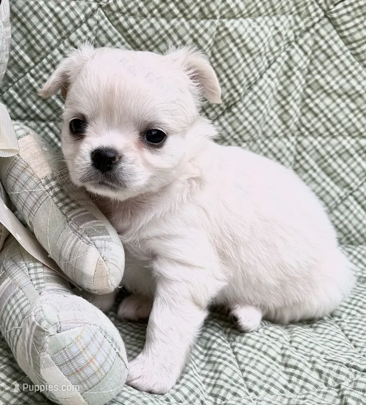 Nathan  – Chihuahua puppy for sale in Plaistow, NH