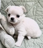 Nathan , a male Chihuahua for sale in Plaistow, NH – 1 of 8