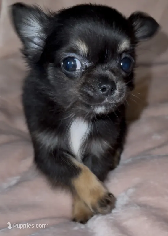 Laci – Chihuahua puppy for sale in Plaistow, NH