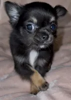 Laci, a female Chihuahua for sale in Plaistow, NH – 1 of 5