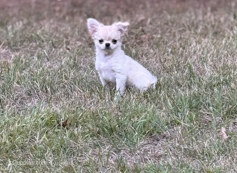 Naomi – Chihuahua puppy for sale in Plaistow, NH