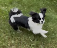 Patrick, a male Chihuahua for sale in Plaistow, NH – 3 of 10