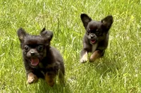 Lauren , a female Chihuahua for sale in Plaistow, NH – 4 of 4