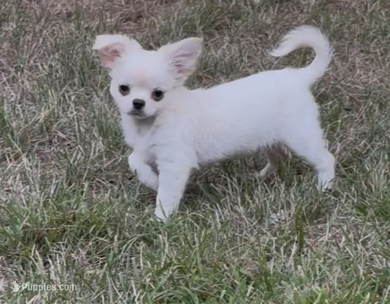 Nathan  – Chihuahua puppy for sale in Plaistow, NH