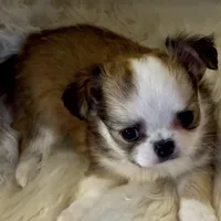 Bernard, a male Chihuahua for sale in Plaistow, NH – Photo 8 of 8