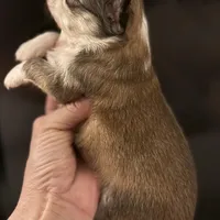 Bernard, a male Chihuahua for sale in Plaistow, NH – Photo 6 of 8