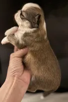 Bernard, a male Chihuahua for sale in Plaistow, NH – Photo 5 of 6